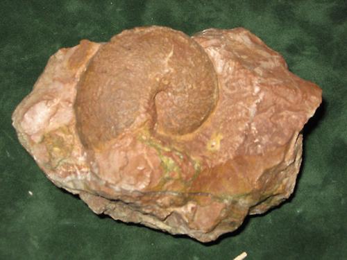 Sagenites Fossilien Natur im AustriaForum