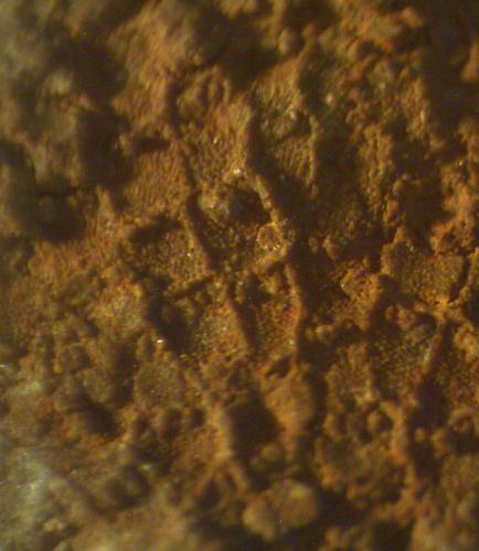 Schizoporella Fossilien Natur im AustriaForum