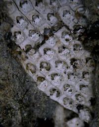 Steginoporella_rhodanica (8).jpg