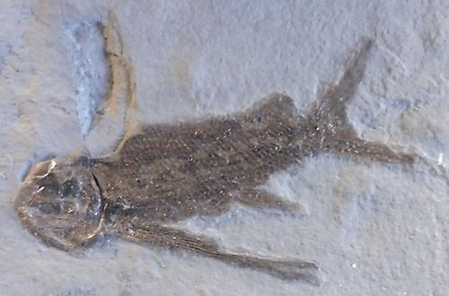 Thoractopterus