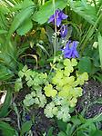 Aquilegia Mellow Yellow