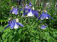 Aquilegia, blau weiss