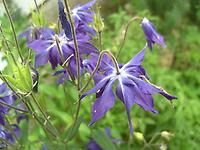 Aquilegia clematiflora