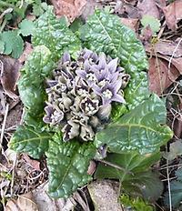 Mandragora officinalos