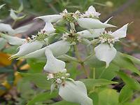 Pcynanthemum_albescens