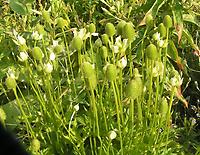 Anemone canadensis