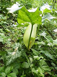 Arum_maculatum