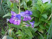 Penstemon_striatus