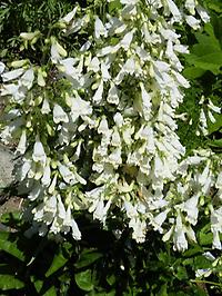 Penstemon_serrulatus_Albus