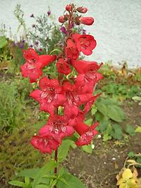 Penstemon_hartwegii