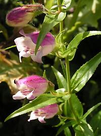 Penstemon_barbatus