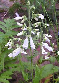 Penstemon_hirsutum_album