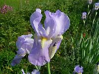 Iris_pallida.jpg