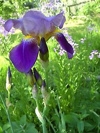 Iris_germanica