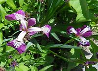 Iris_spuria_musulmanica.jpg