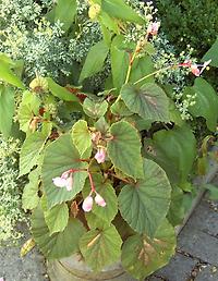 Begonia_grandis.jpg