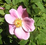 Rosa_hibernica1.jpg