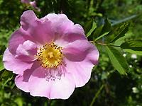 Rosa_pimpinellifolia_Poppius34.jpg