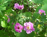 Rosa_pimpinellifolia_Edward339.JPG