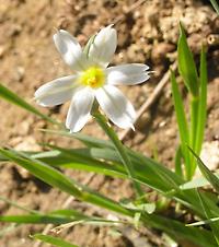 Sisyrhinchium album