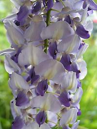 Wisteria