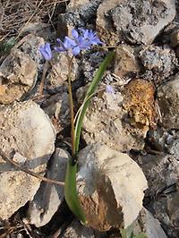 Scilla_Bifolia