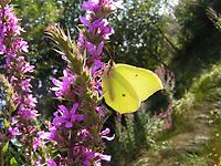 Lythrum_salicaria