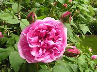 Rosa_Coupe_de_Hebe