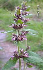 Phlomis_alpina