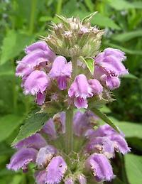 Phlomis_cashmeriana