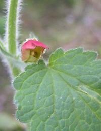 Scrophularia_grandiflora