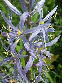 Camassia