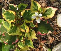 Houttuynia_cordata