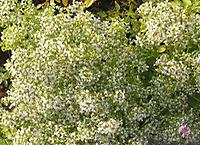 Origanum_heracleoticum