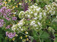 Origanum_vulgare_weiss