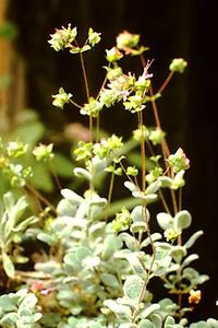 Origanum_dictamnus.jpg