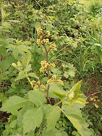 Rhus_aromatica