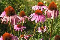 Echinacea purpurea