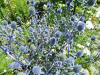 Eryngium alpinum