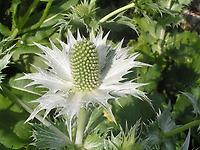 eryngium giganteum