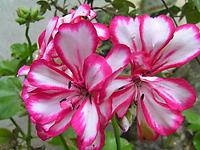 Pelargonium_peltatum