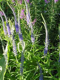 Veronica_spicata