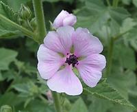 Althaea officinalis rosa