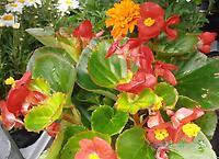 Begonia_semperflorens