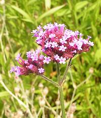 Verbena_bonariensis