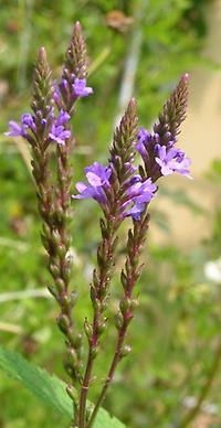 Verbena_hastata