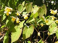 Epimedium colchicum