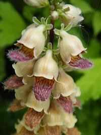 Digitalis John Innes