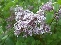 Syringa_meyerig6.jpg