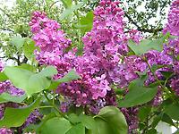 Syringa_vulgaris_lila.jpg